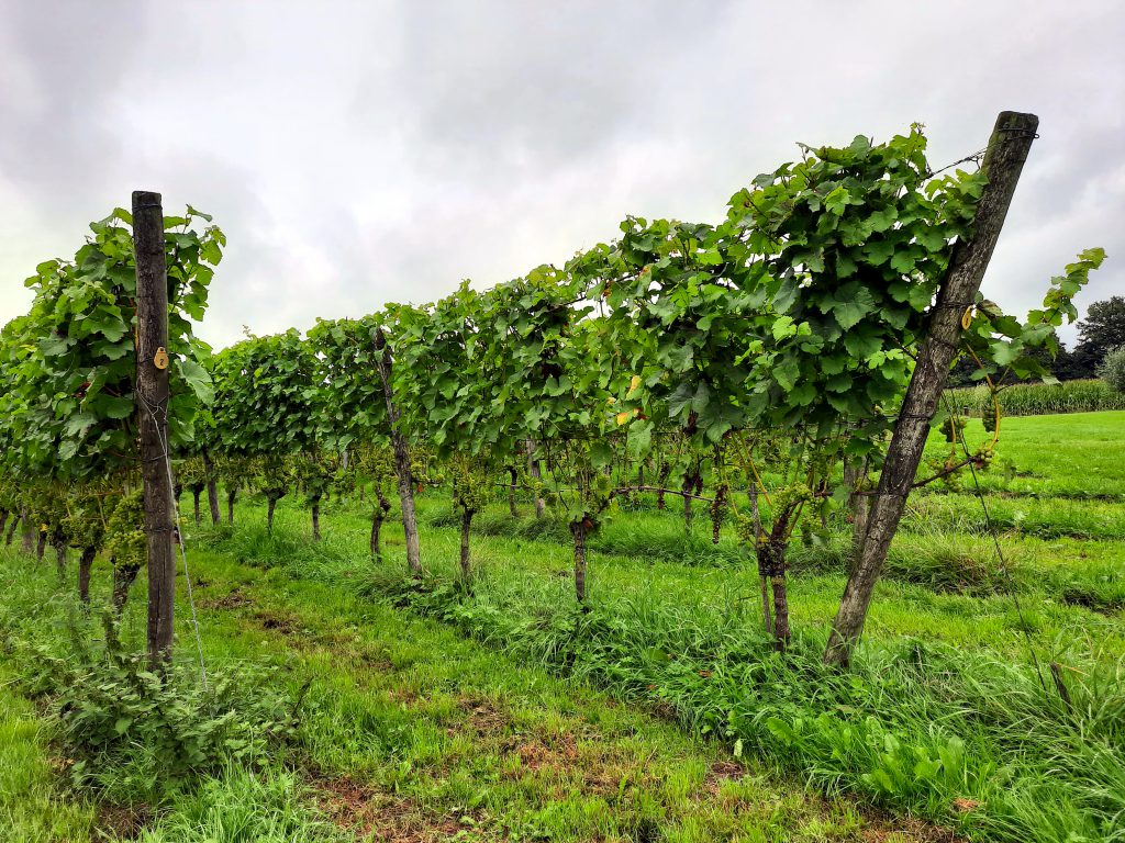 Wijngaarden in de Achterhoek
